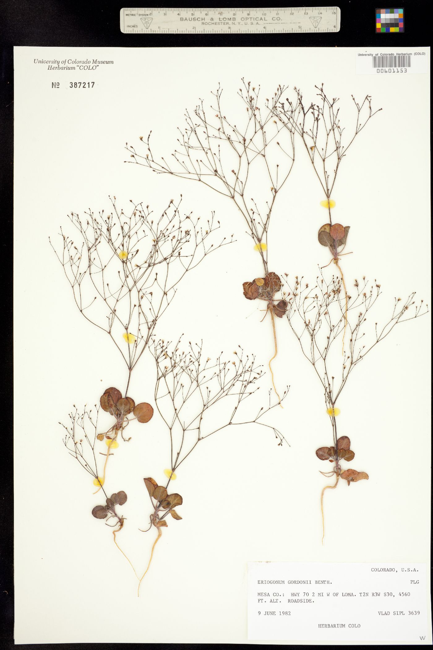 Eriogonum gordonii image