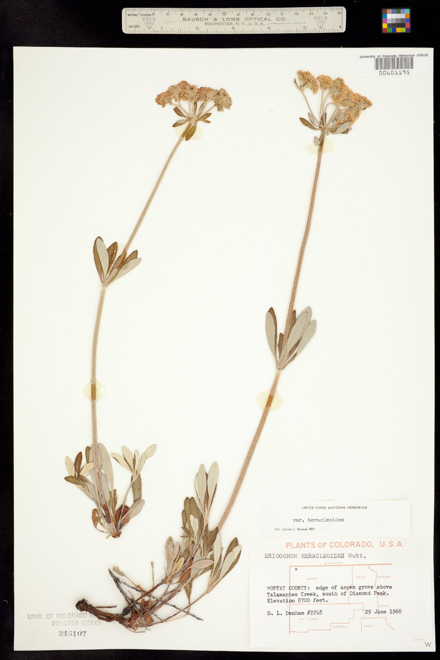 Eriogonum heracleoides image