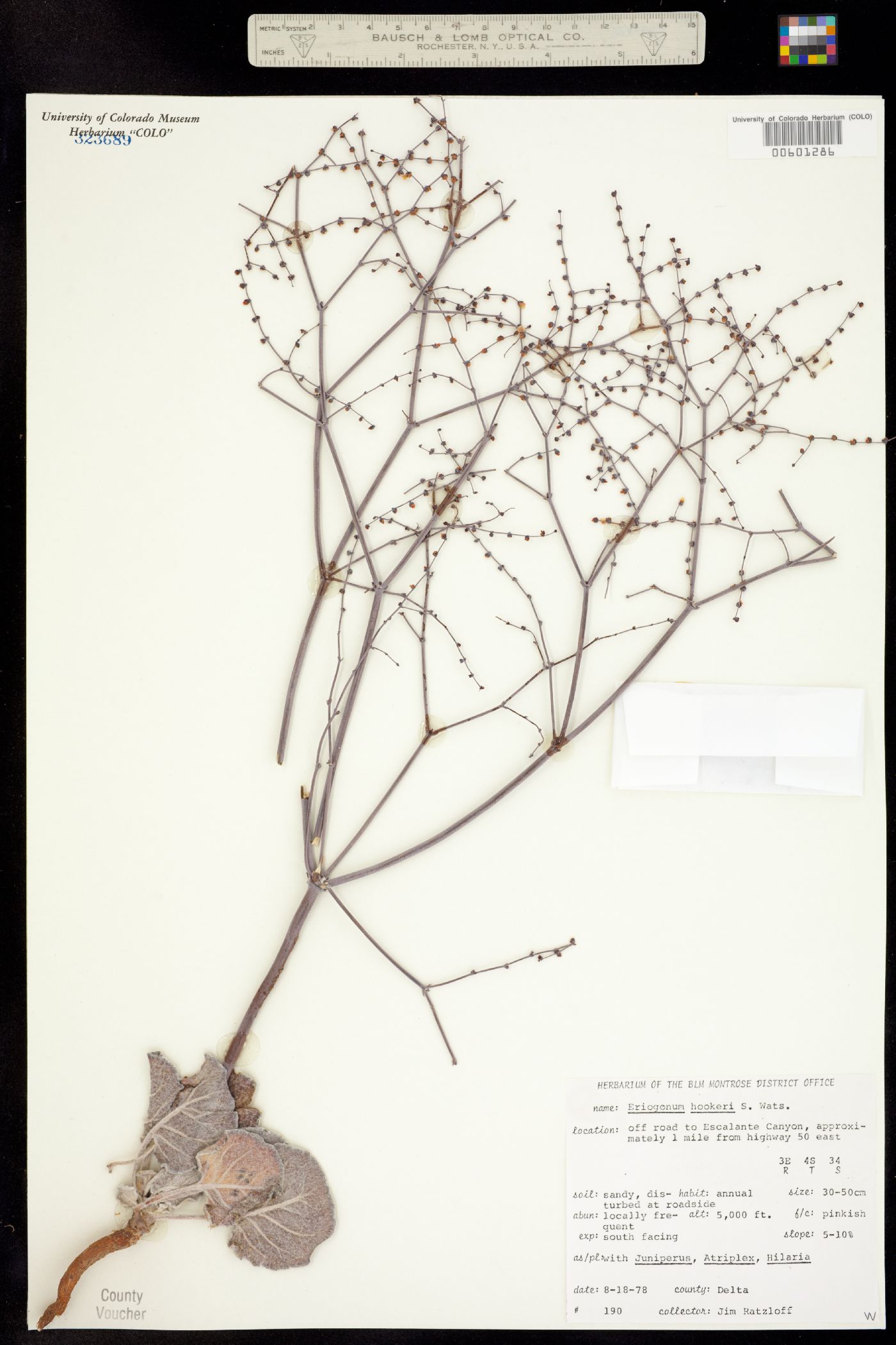 Eriogonum hookeri image