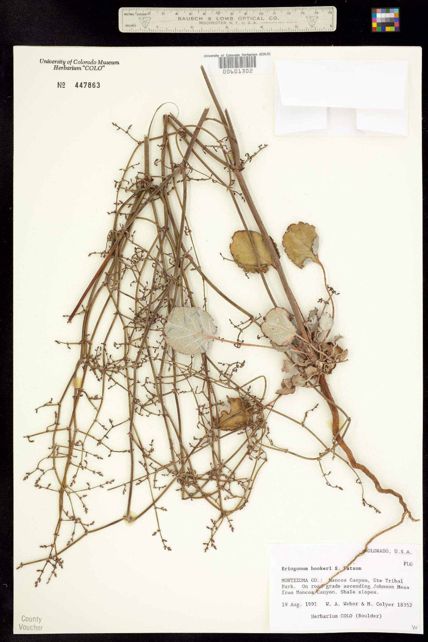 Eriogonum hookeri image