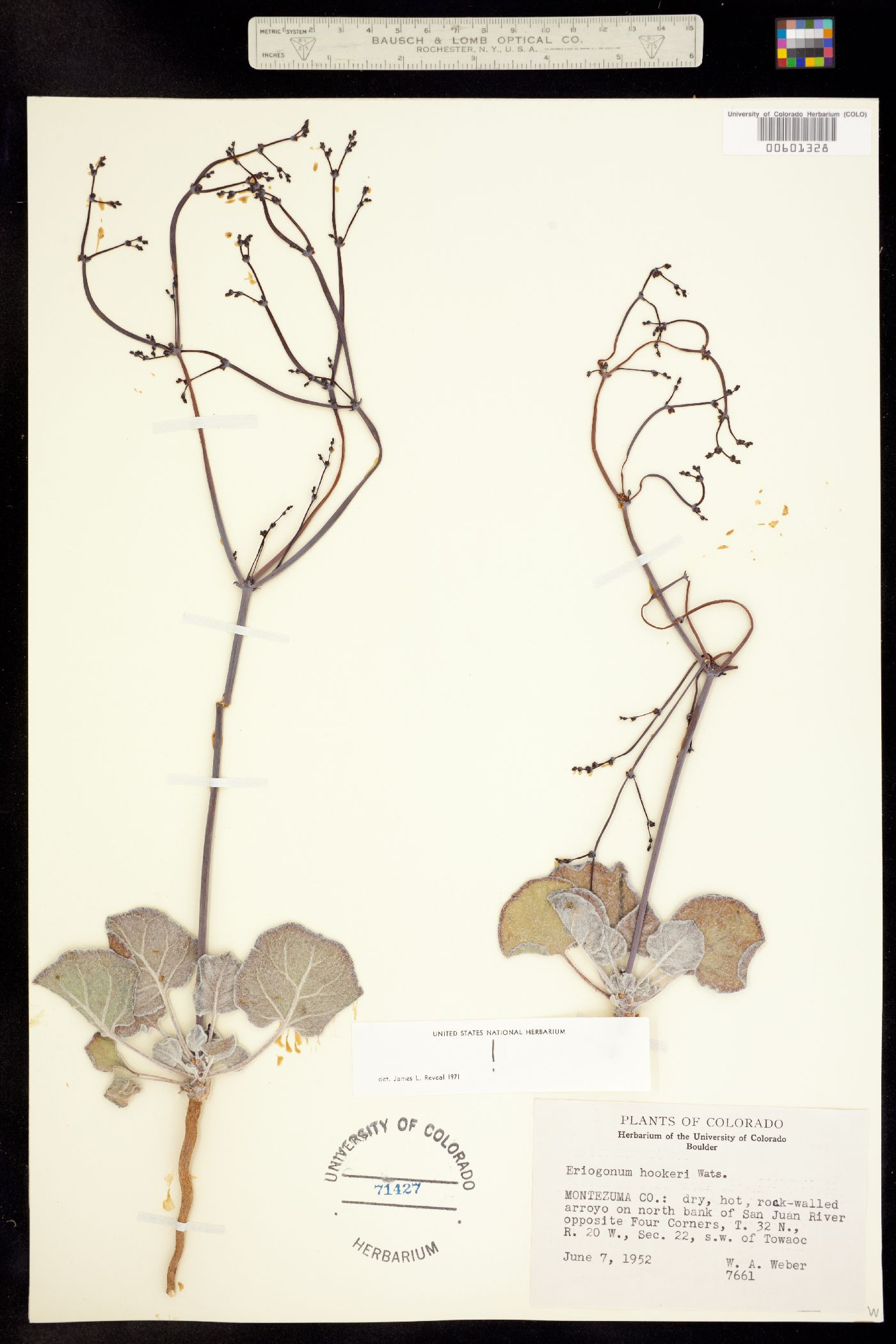 Eriogonum hookeri image