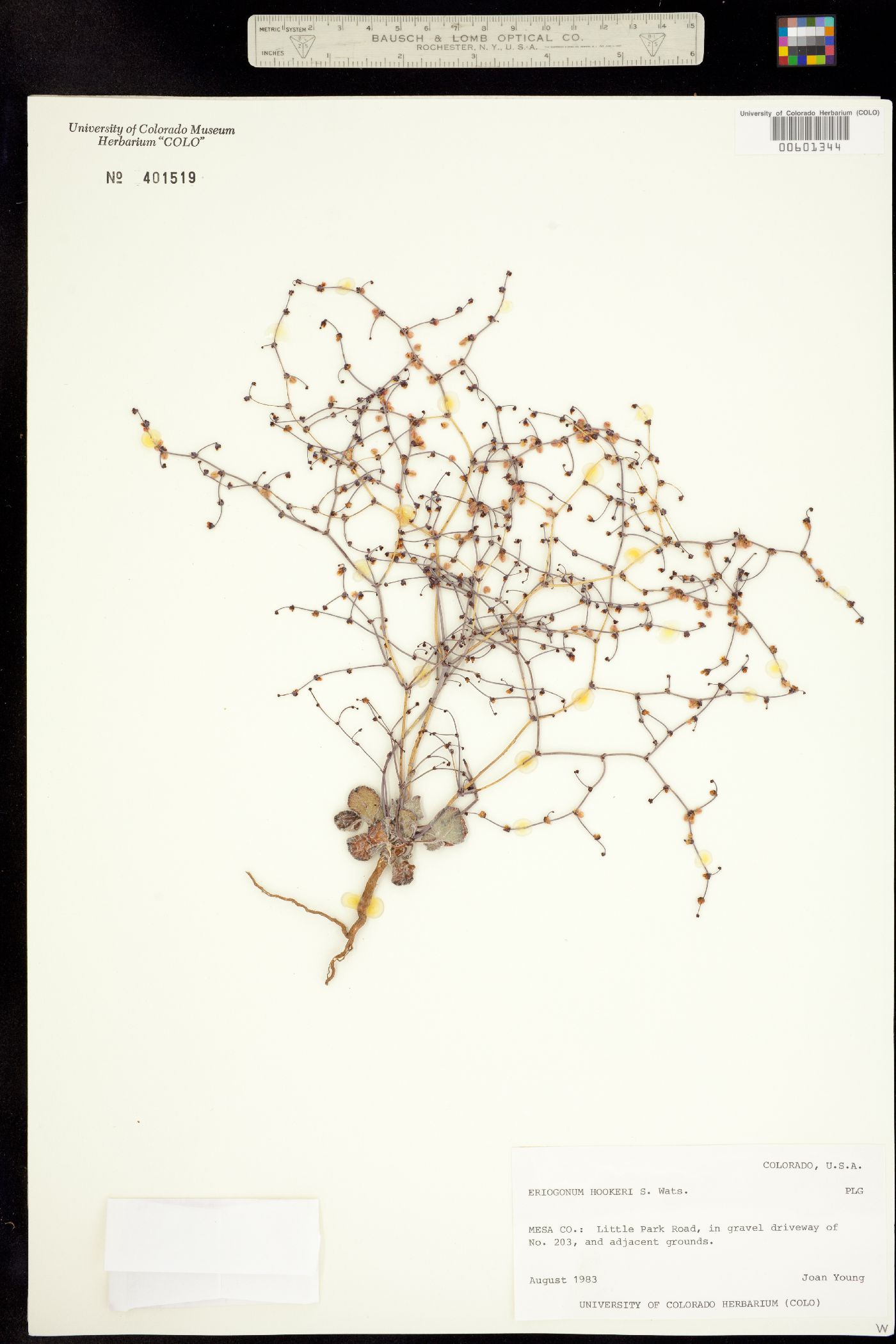 Eriogonum hookeri image