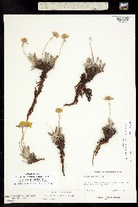 Eriogonum flavum ssp. chloranthum image