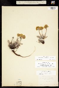 Eriogonum flavum image