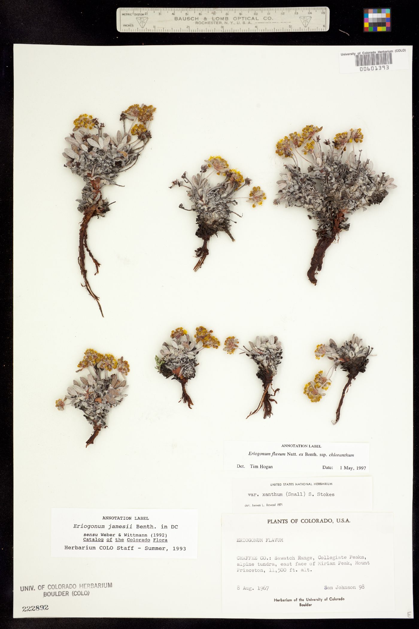 Eriogonum flavum ssp. chloranthum image