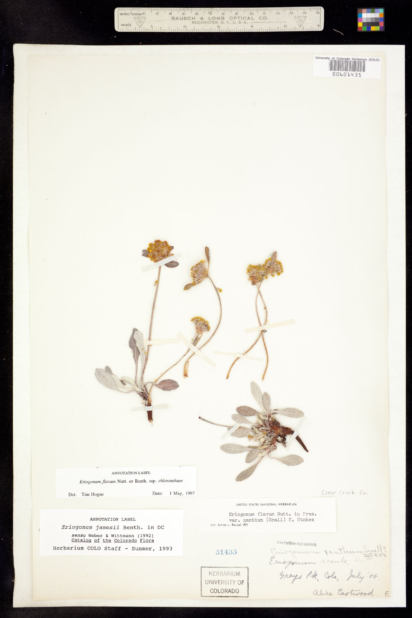Eriogonum flavum ssp. chloranthum image