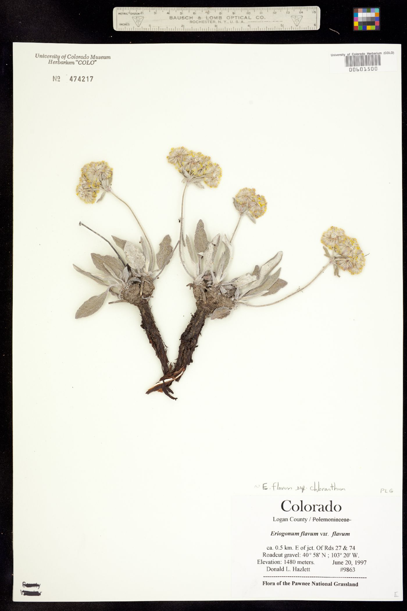 Eriogonum flavum ssp. chloranthum image
