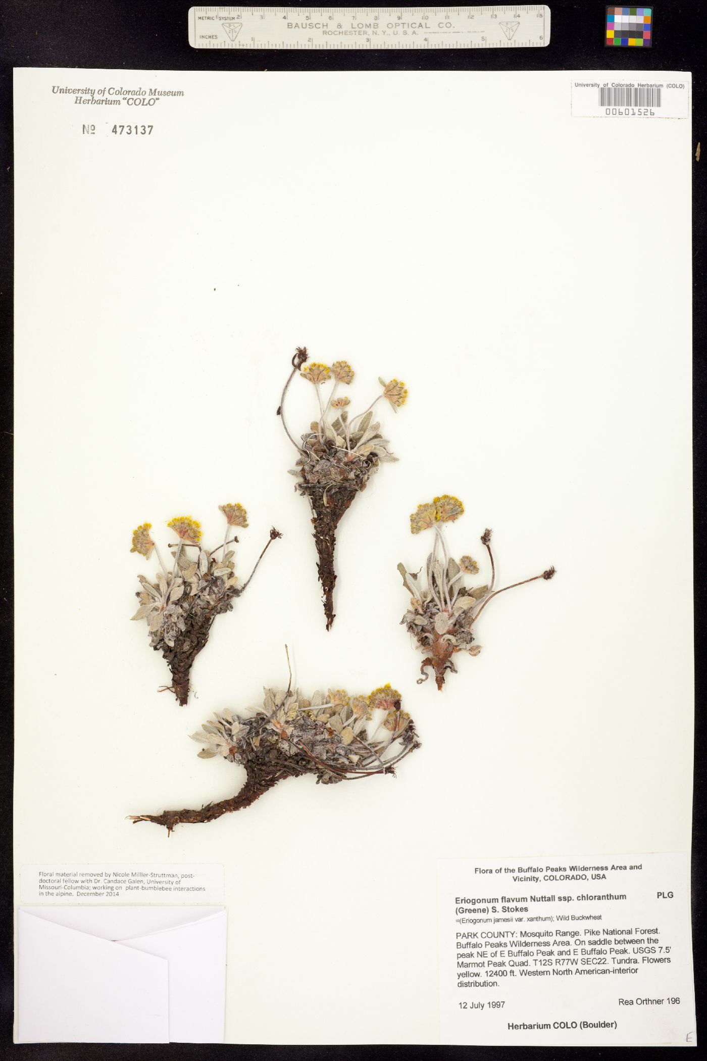 Eriogonum flavum ssp. chloranthum image