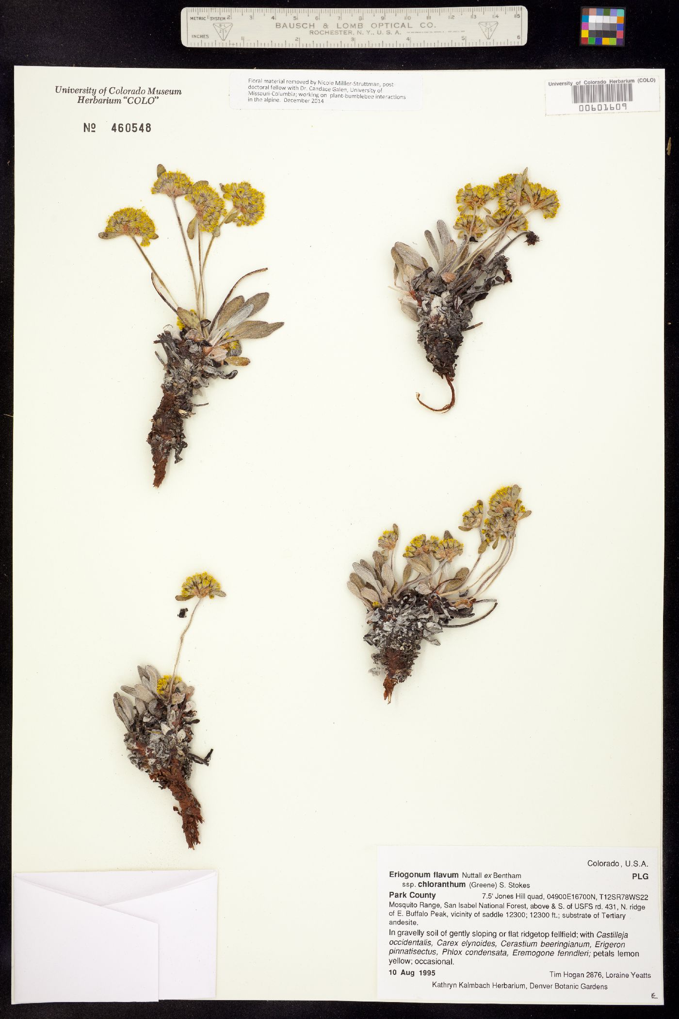 Eriogonum flavum ssp. chloranthum image