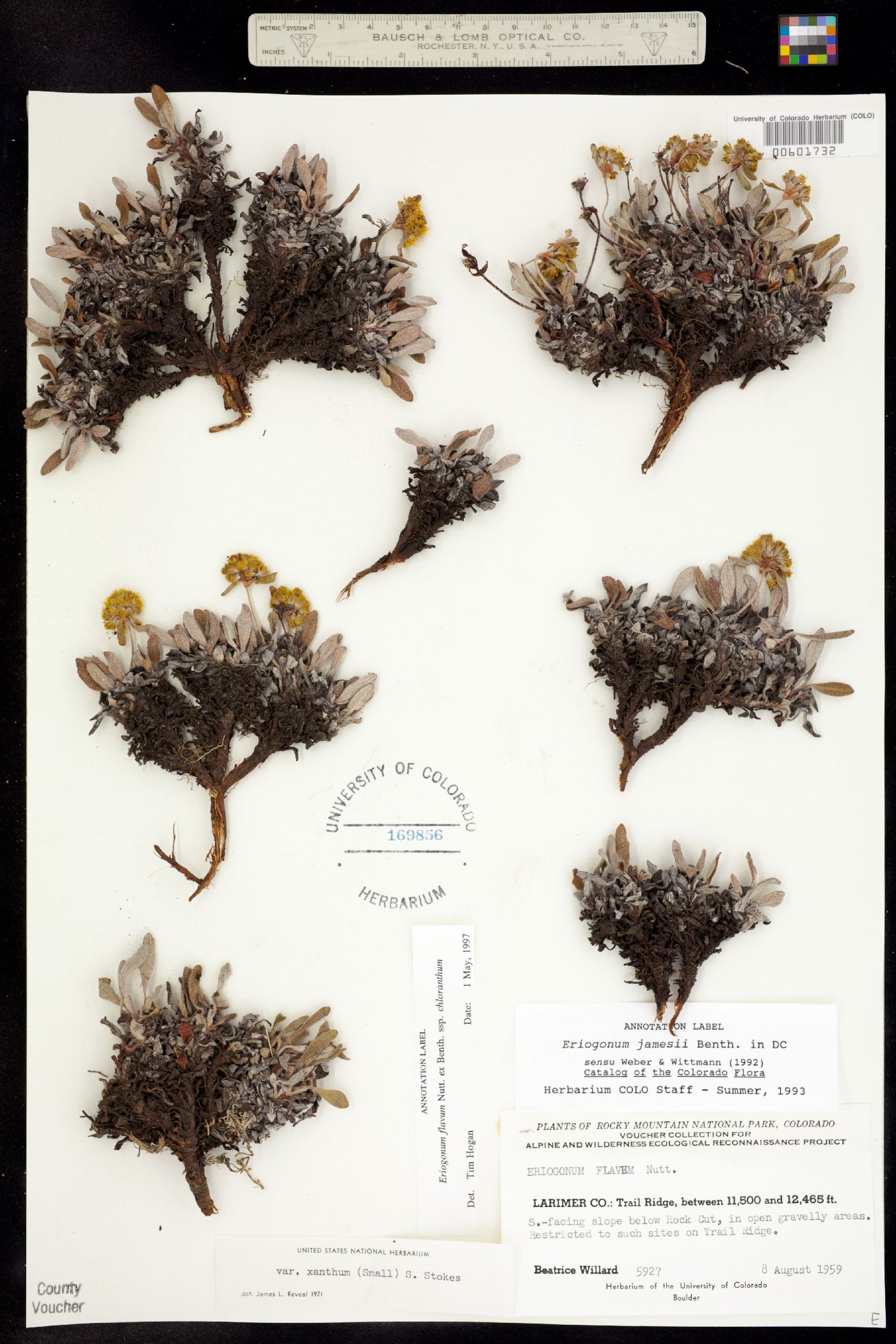 Eriogonum flavum ssp. chloranthum image