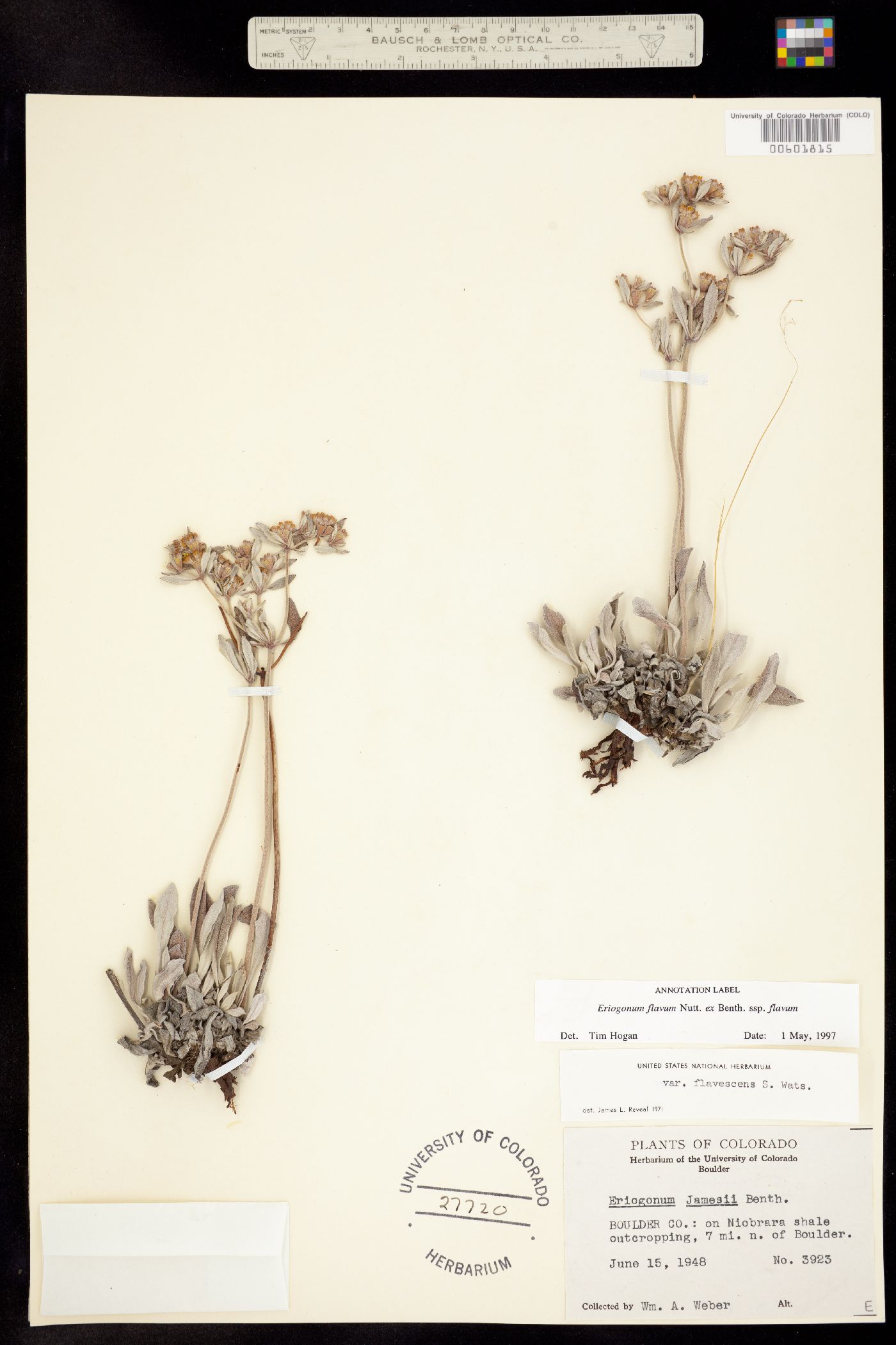 Eriogonum flavum ssp. flavum image