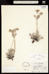 Eriogonum flavum subsp. flavum image