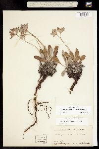 Eriogonum flavum subsp. flavum image
