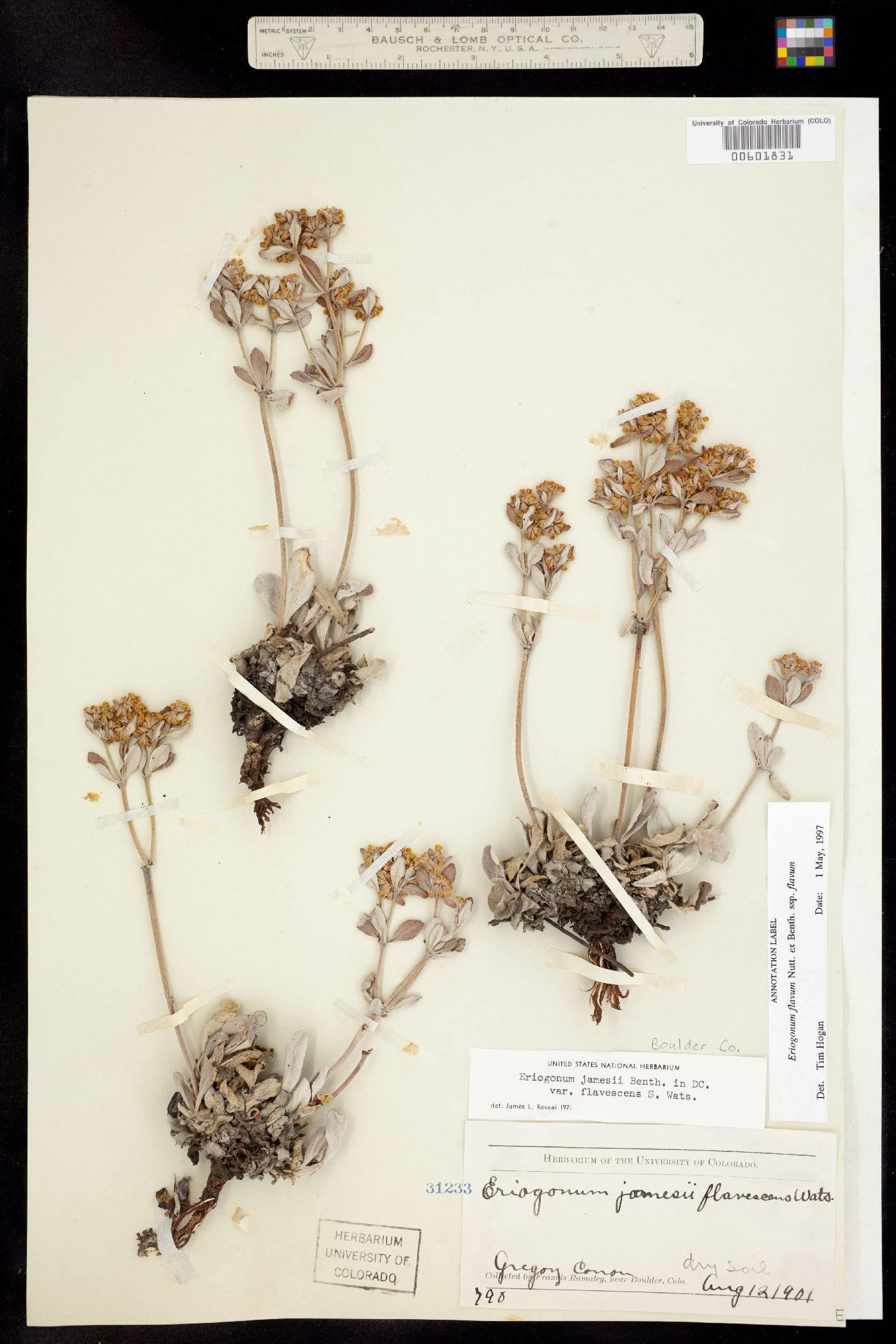 Eriogonum flavum ssp. flavum image