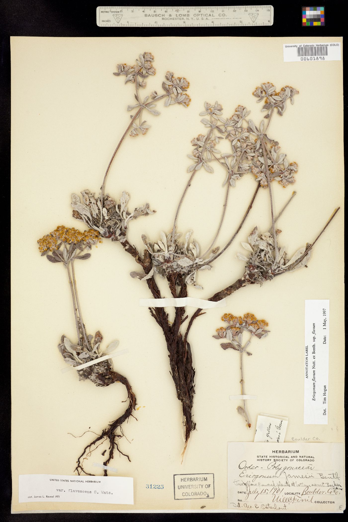 Eriogonum flavum ssp. flavum image