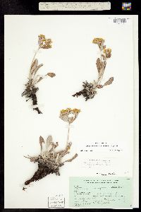Eriogonum flavum ssp. flavum image