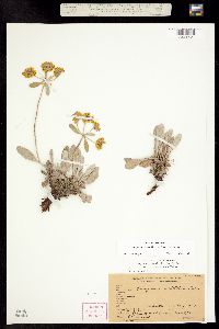 Eriogonum flavum ssp. flavum image