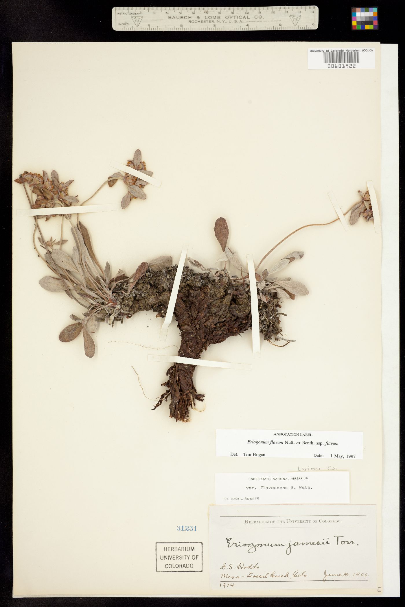 Eriogonum flavum subsp. flavum image