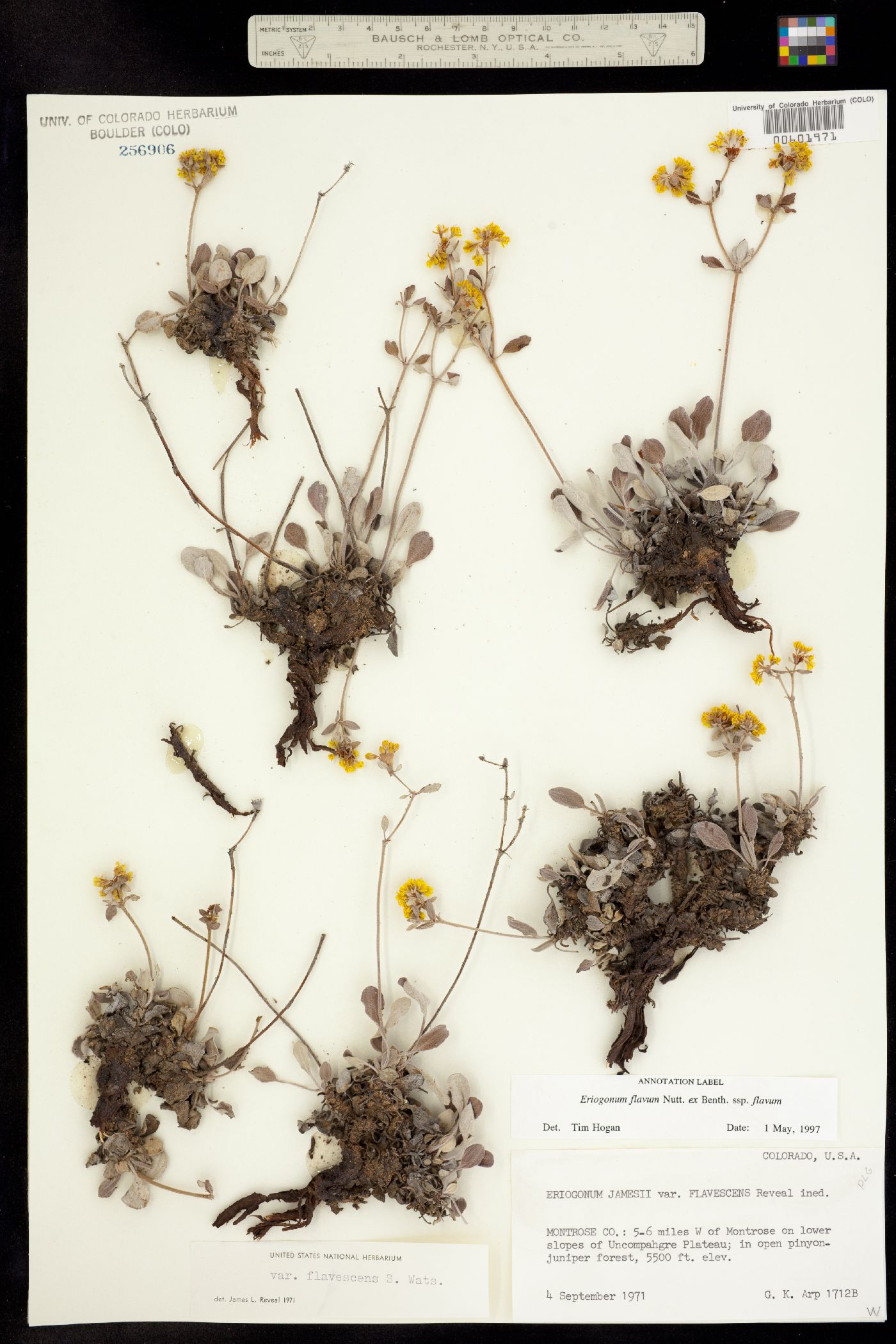 Eriogonum flavum subsp. flavum image