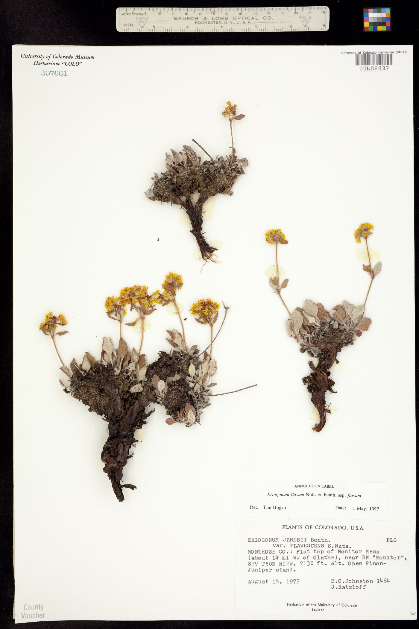Eriogonum flavum ssp. flavum image