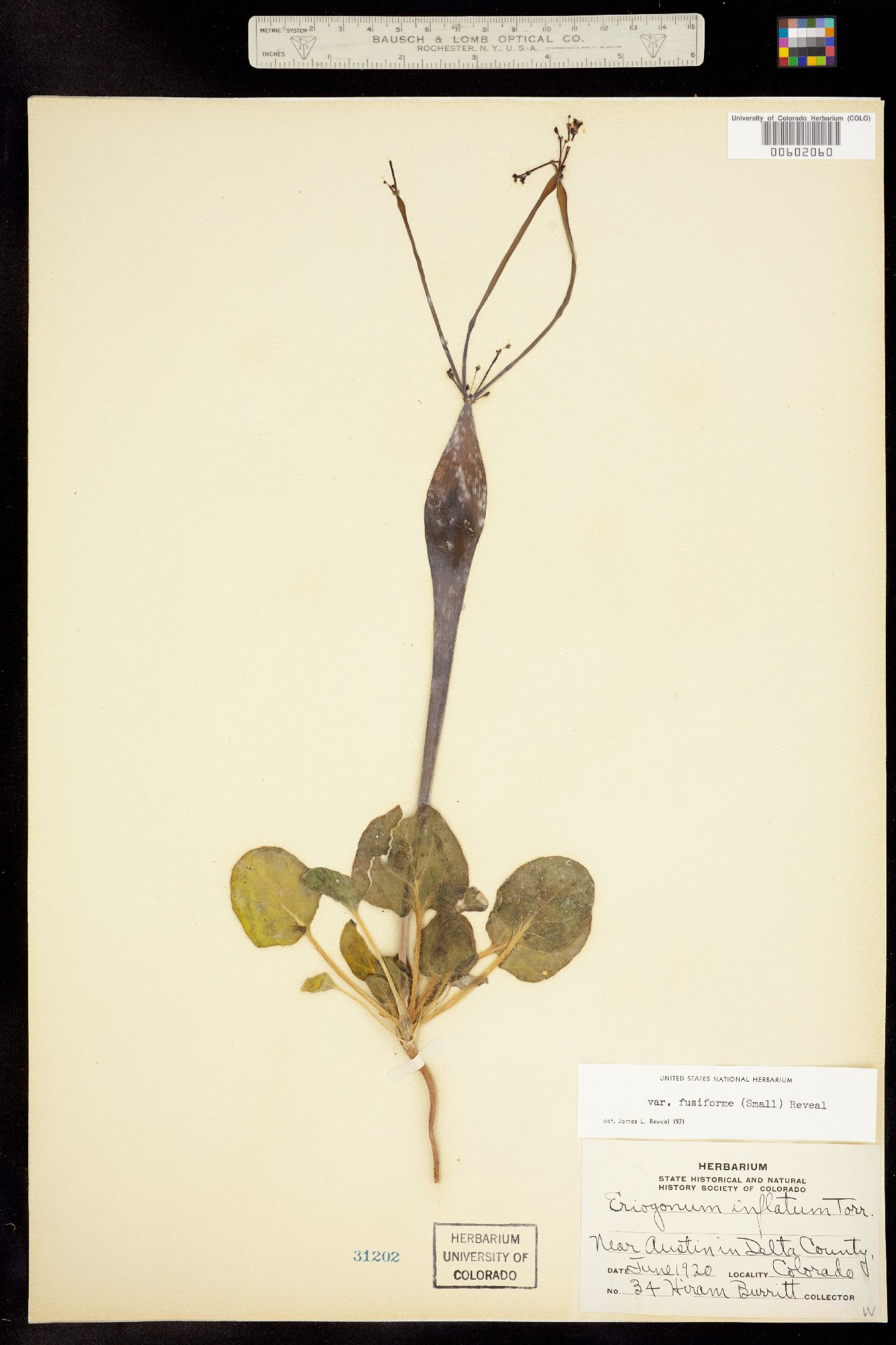 Eriogonum inflatum image