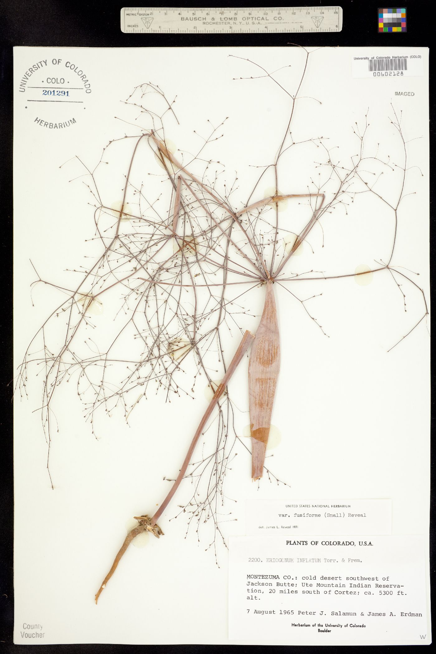 Eriogonum inflatum image