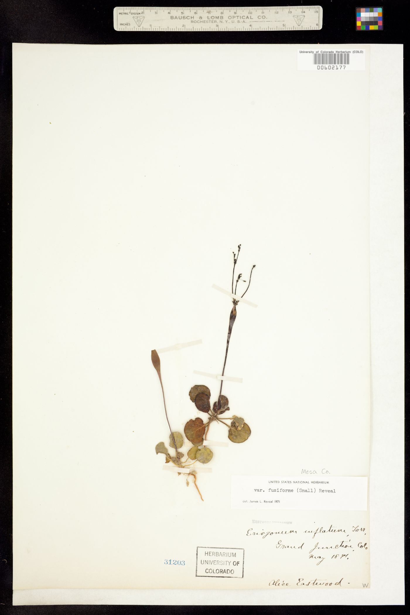 Eriogonum inflatum image