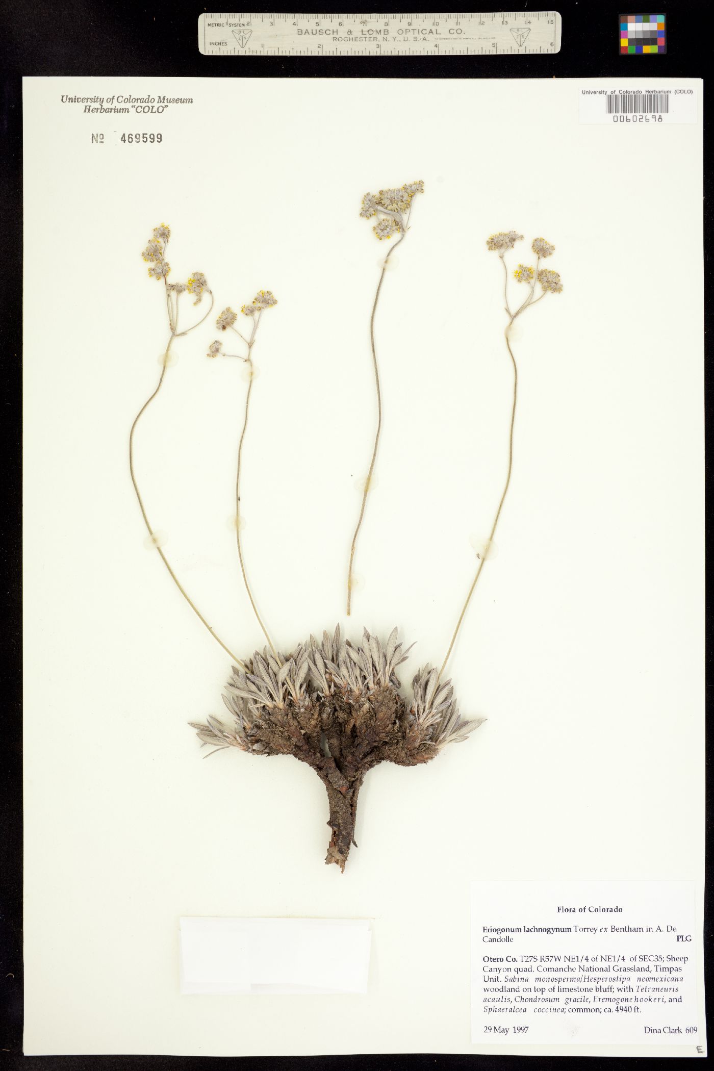 Eriogonum lachnogynum image