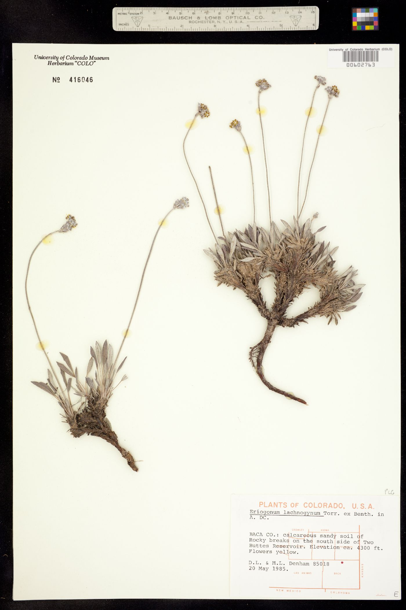 Eriogonum lachnogynum image