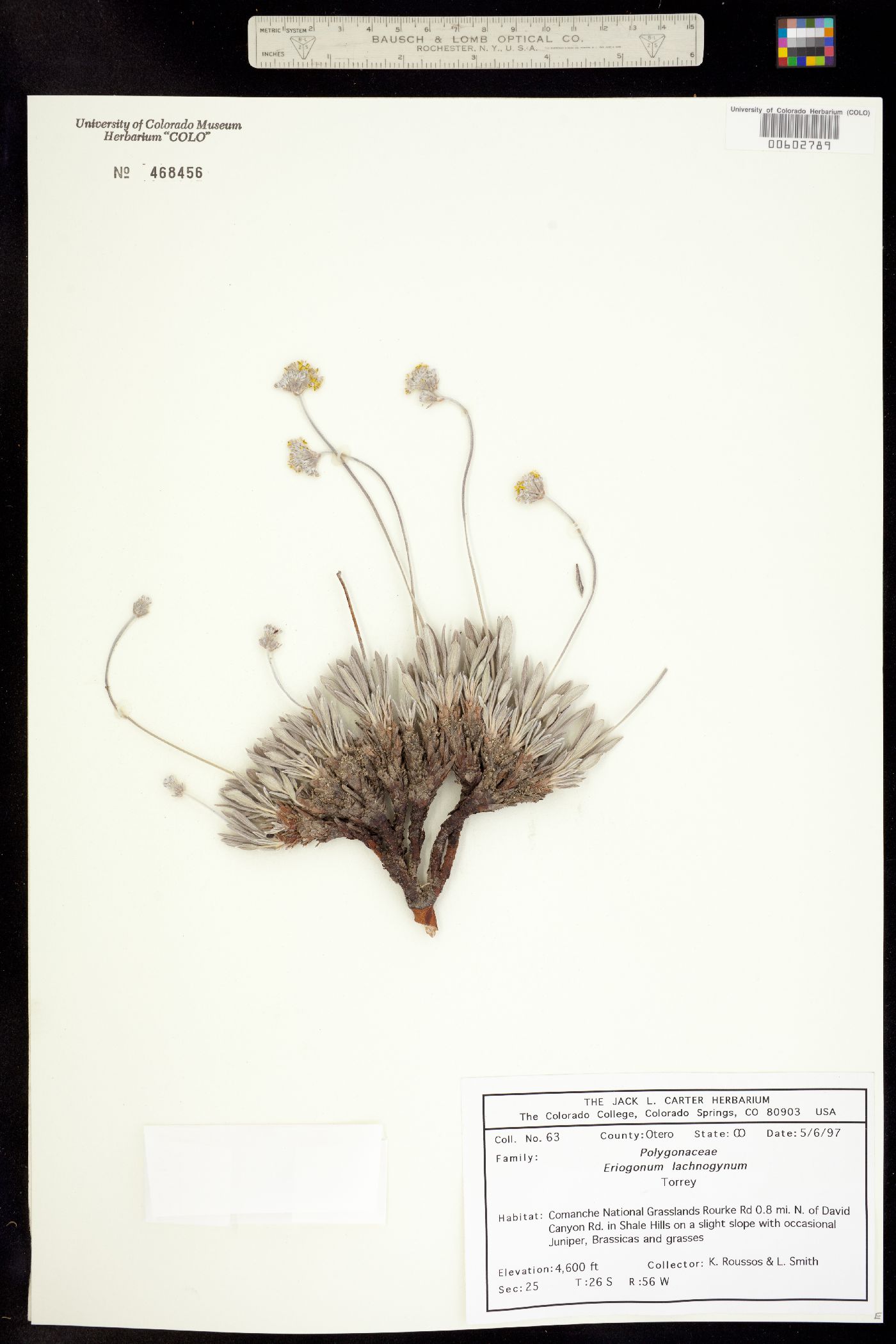 Eriogonum lachnogynum image