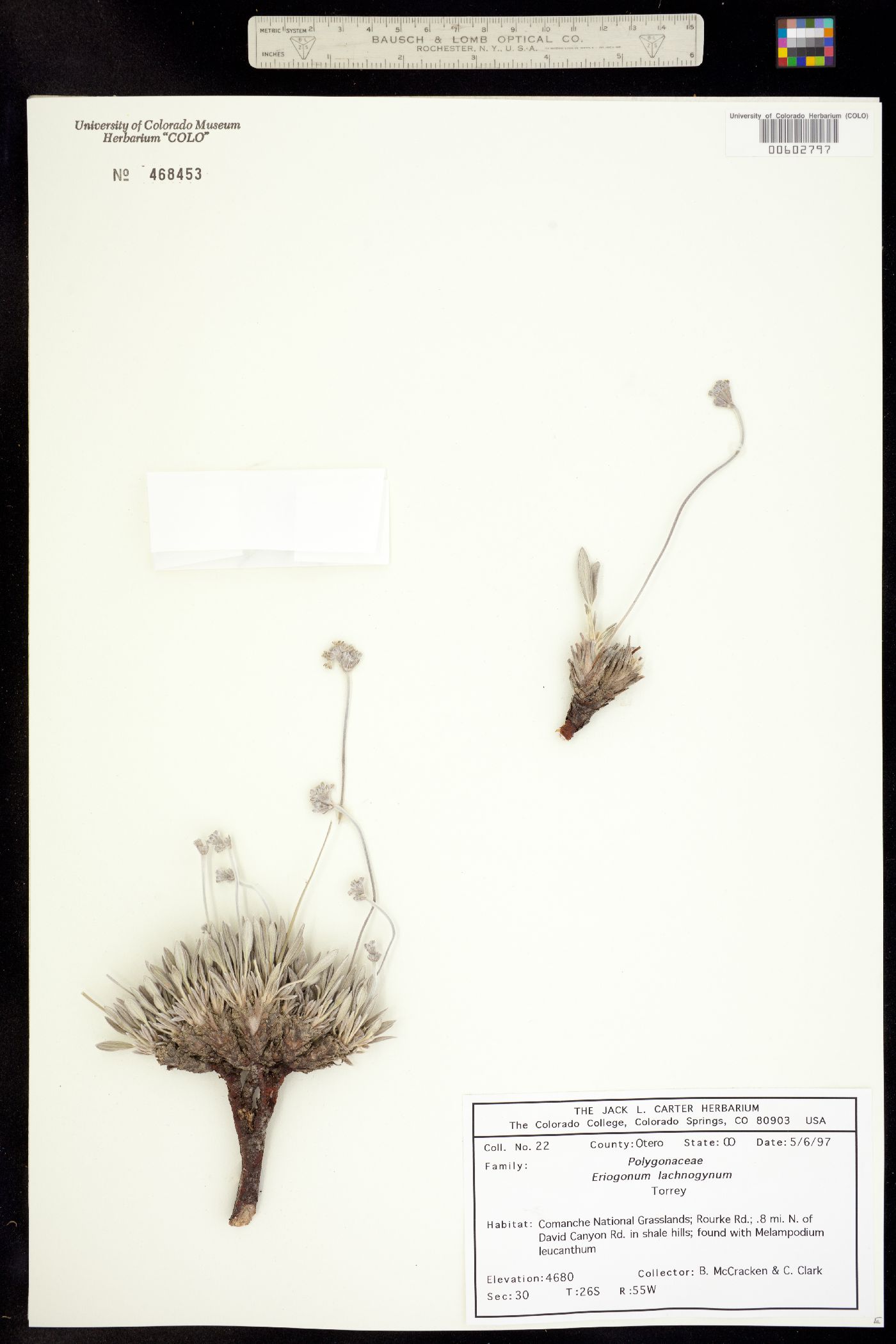 Eriogonum lachnogynum image