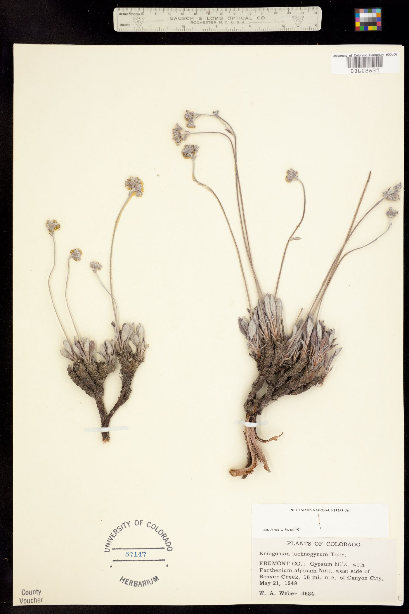 Eriogonum lachnogynum image