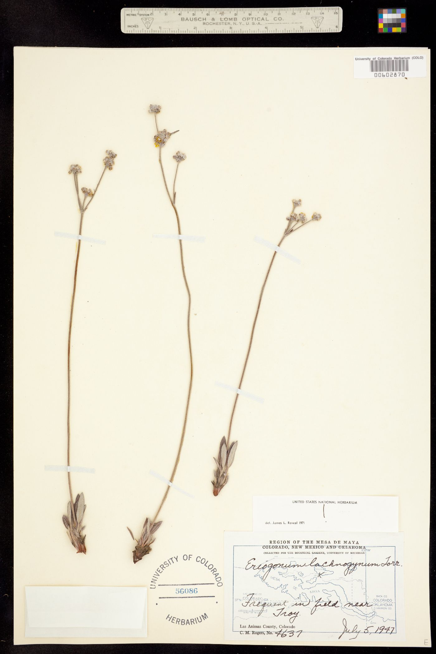 Eriogonum lachnogynum image