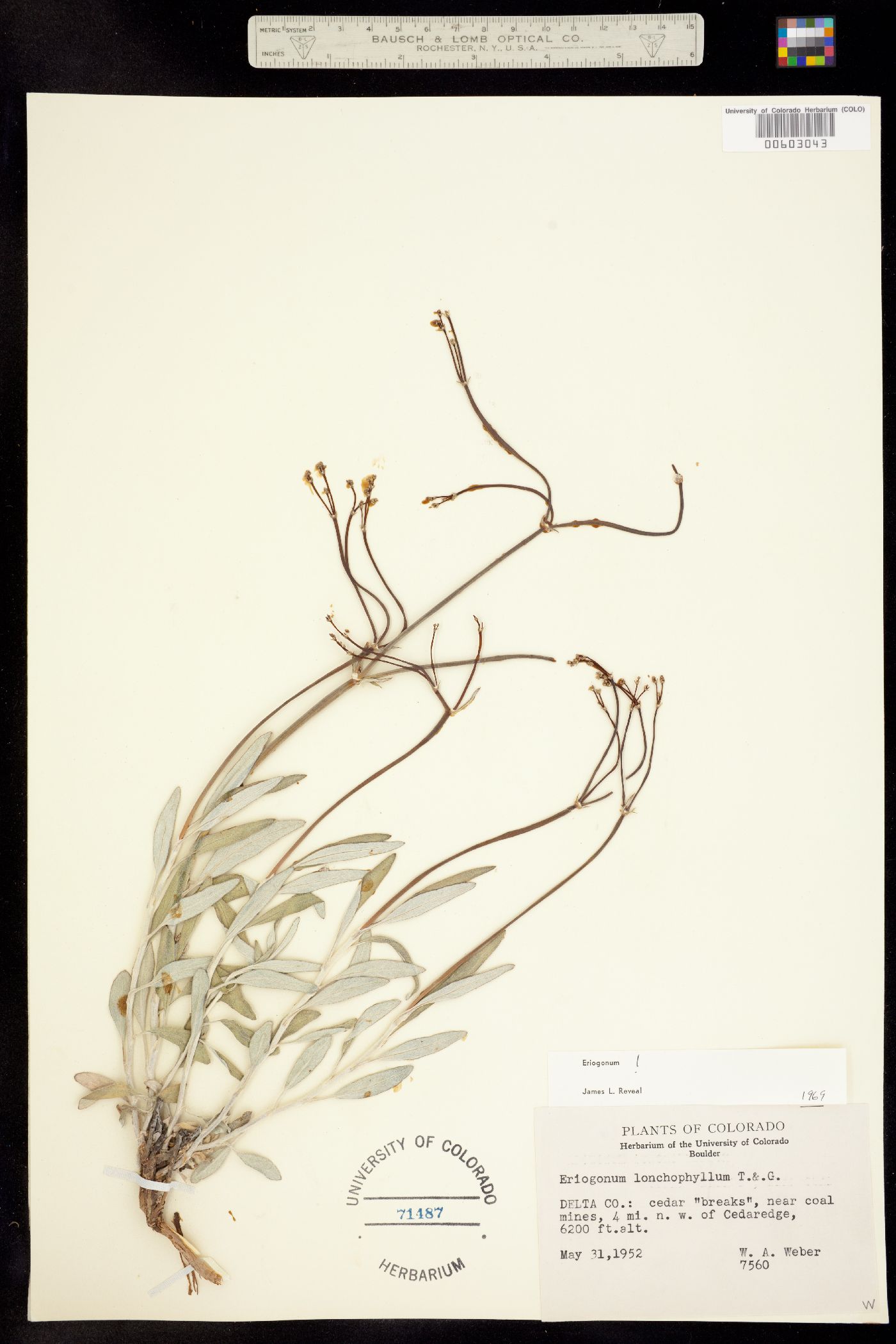 Eriogonum lonchophyllum image