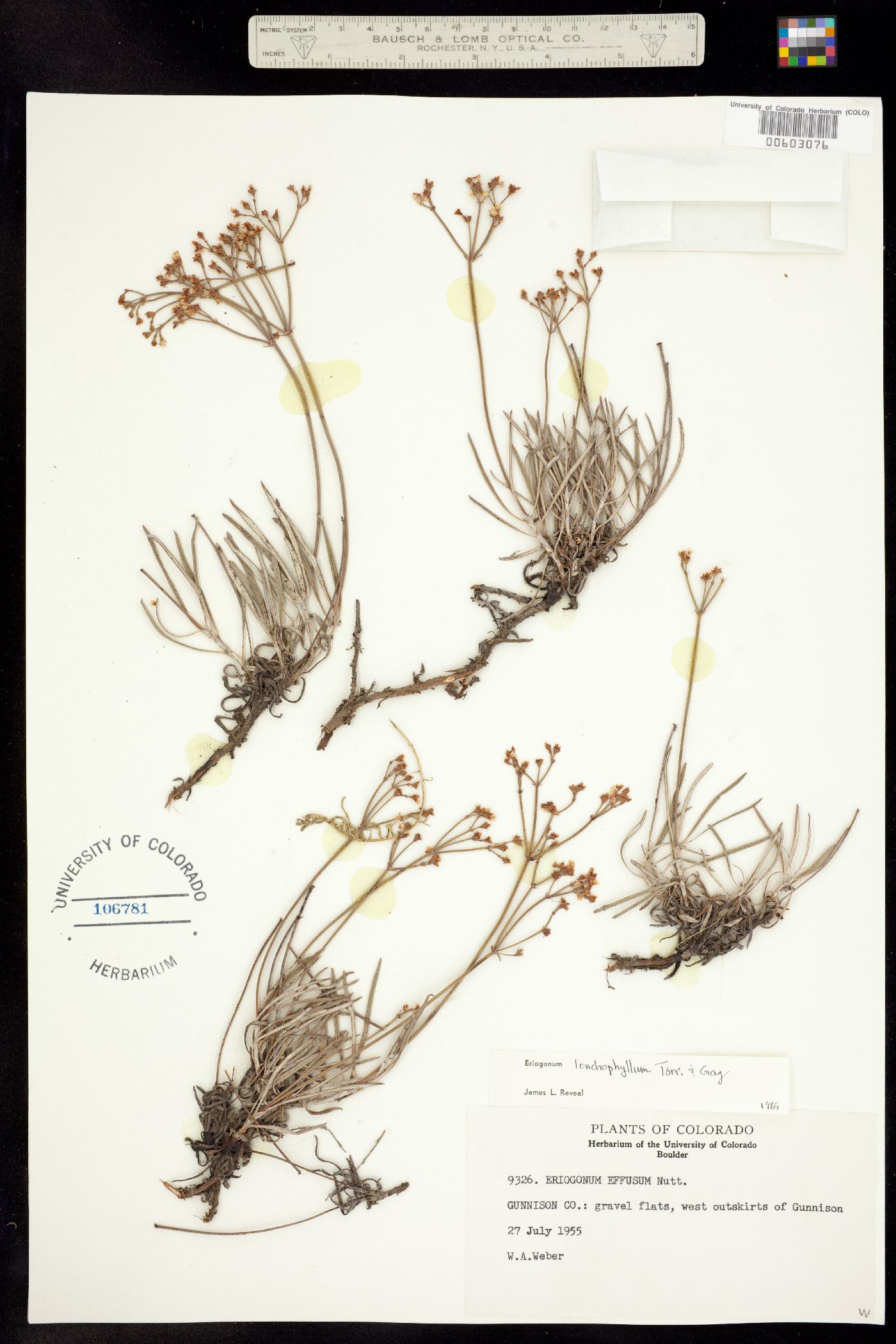 Eriogonum lonchophyllum image
