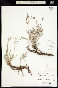 Eriogonum lonchophyllum image
