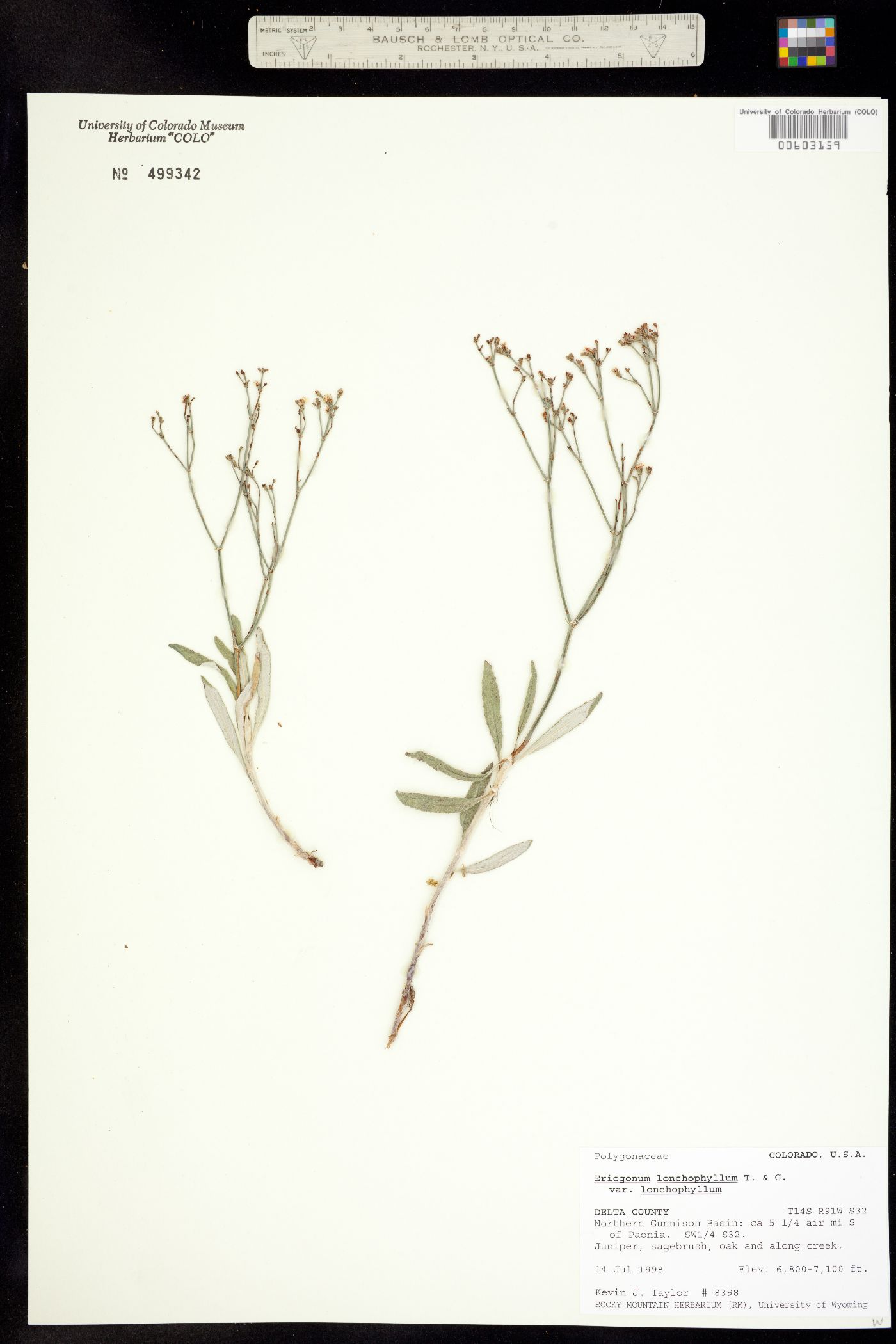 Eriogonum lonchophyllum image