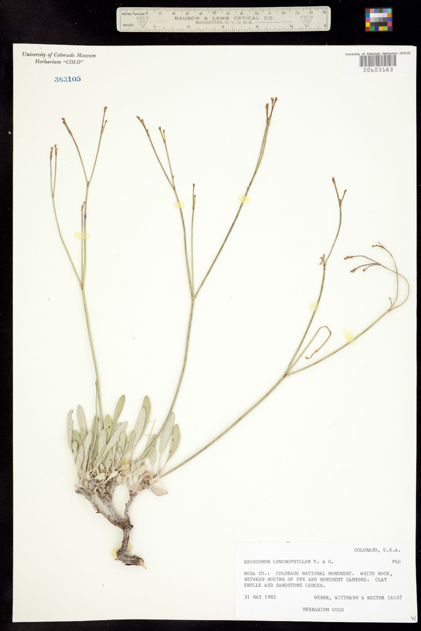 Eriogonum lonchophyllum image