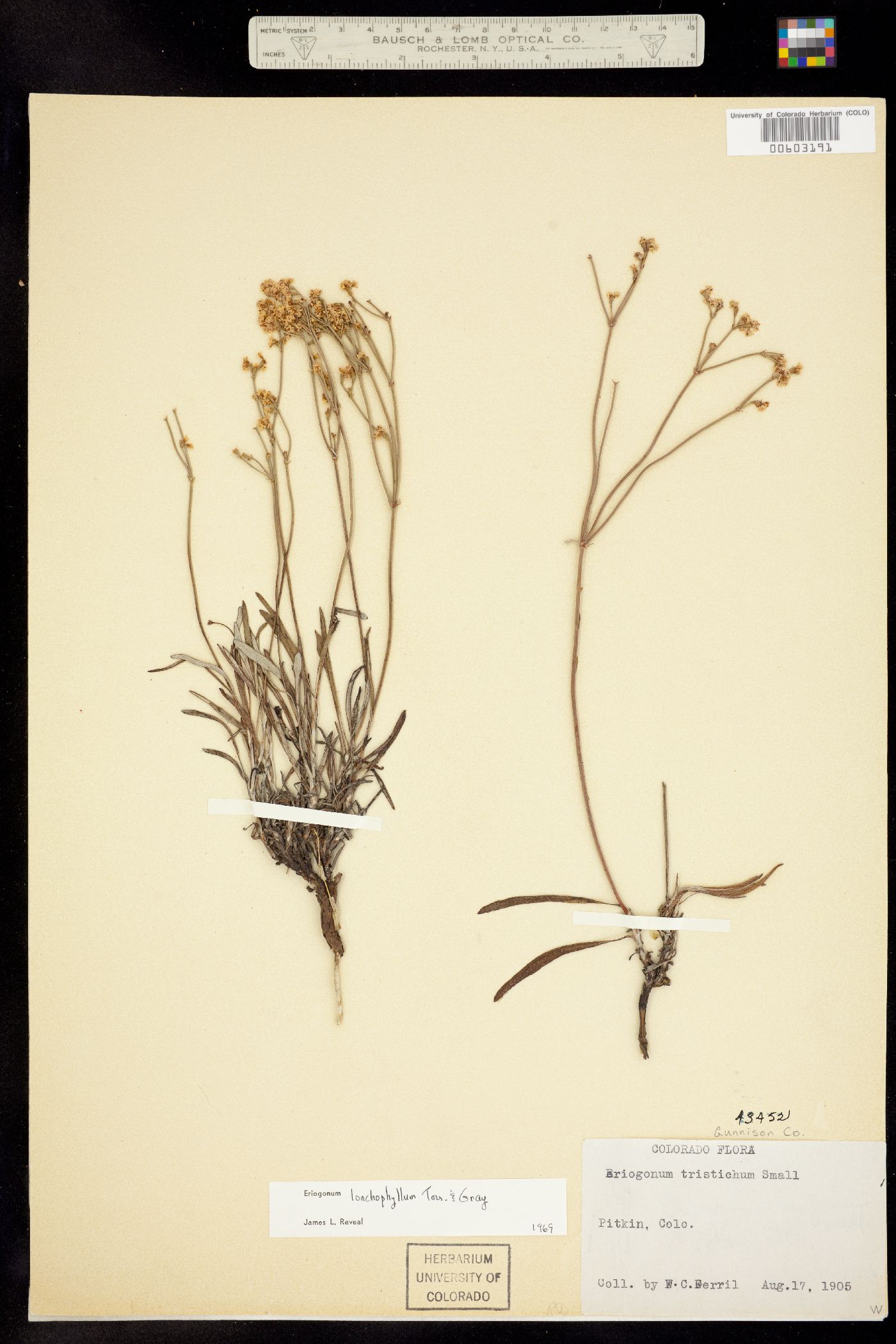 Eriogonum lonchophyllum image