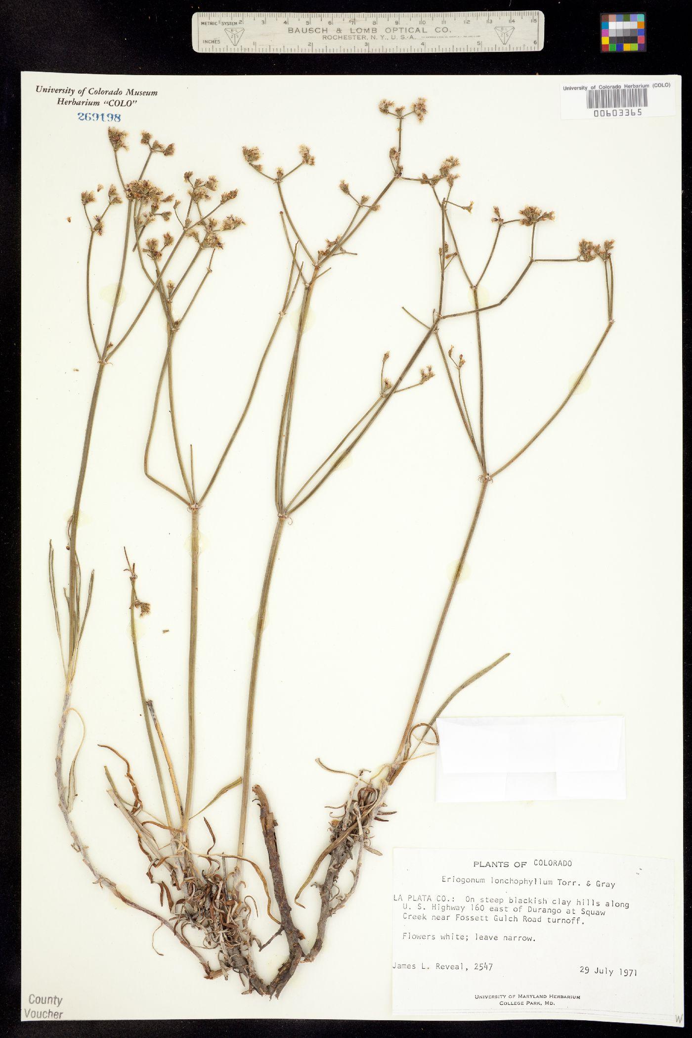 Eriogonum lonchophyllum image