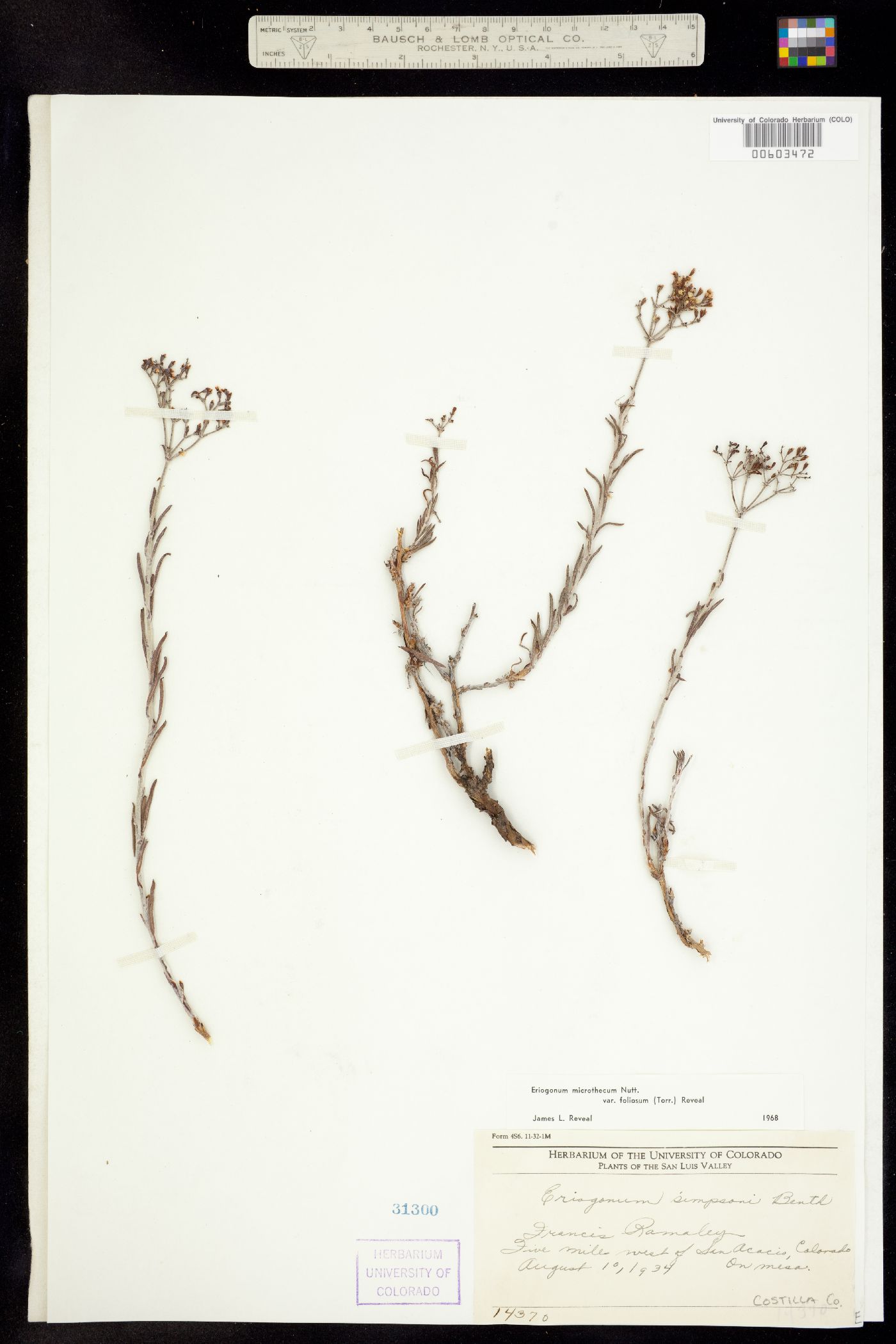 Eriogonum microthecum var. simpsonii image