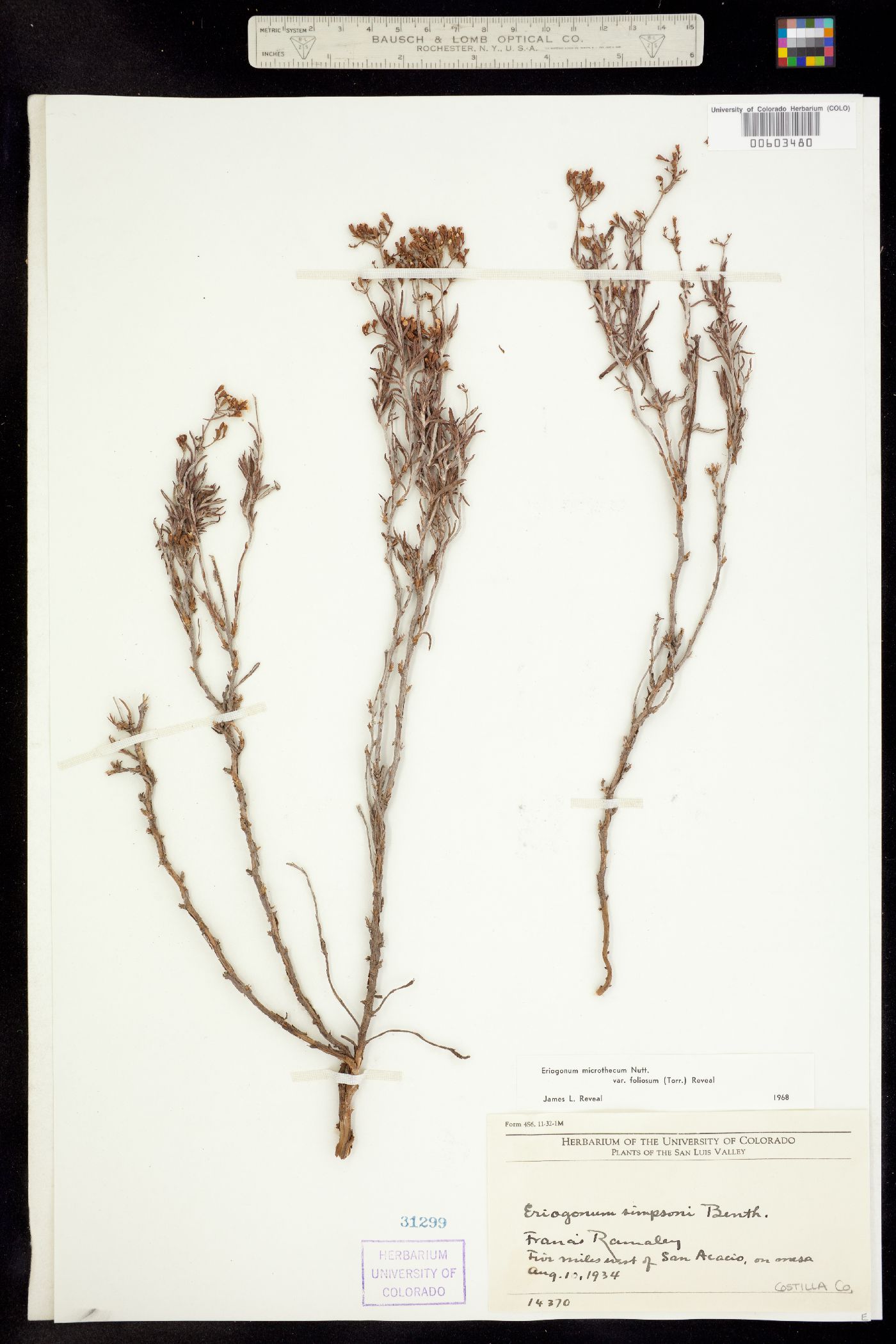 Eriogonum microthecum var. simpsonii image
