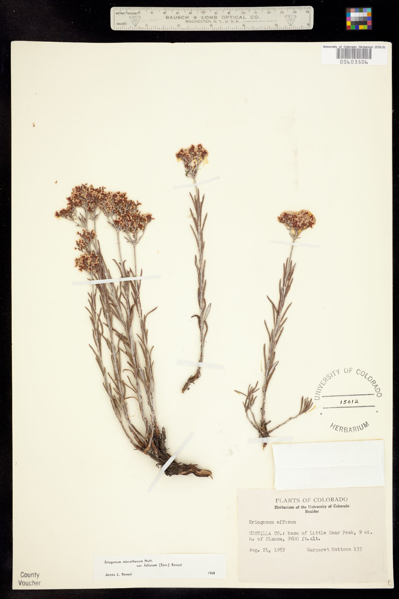 Eriogonum microthecum var. simpsonii image
