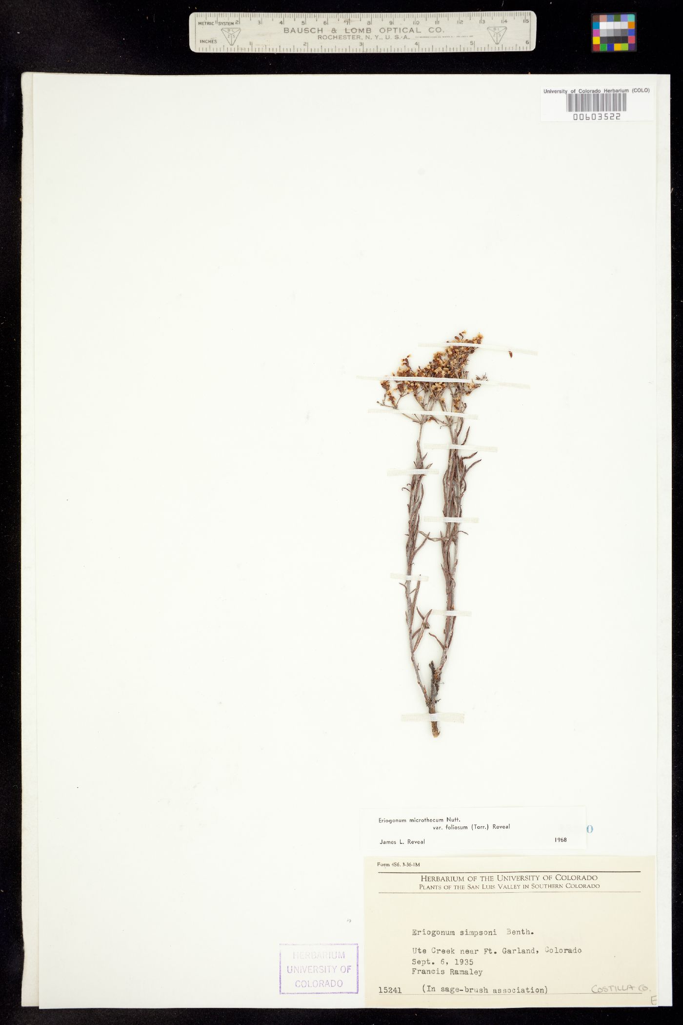 Eriogonum microthecum image