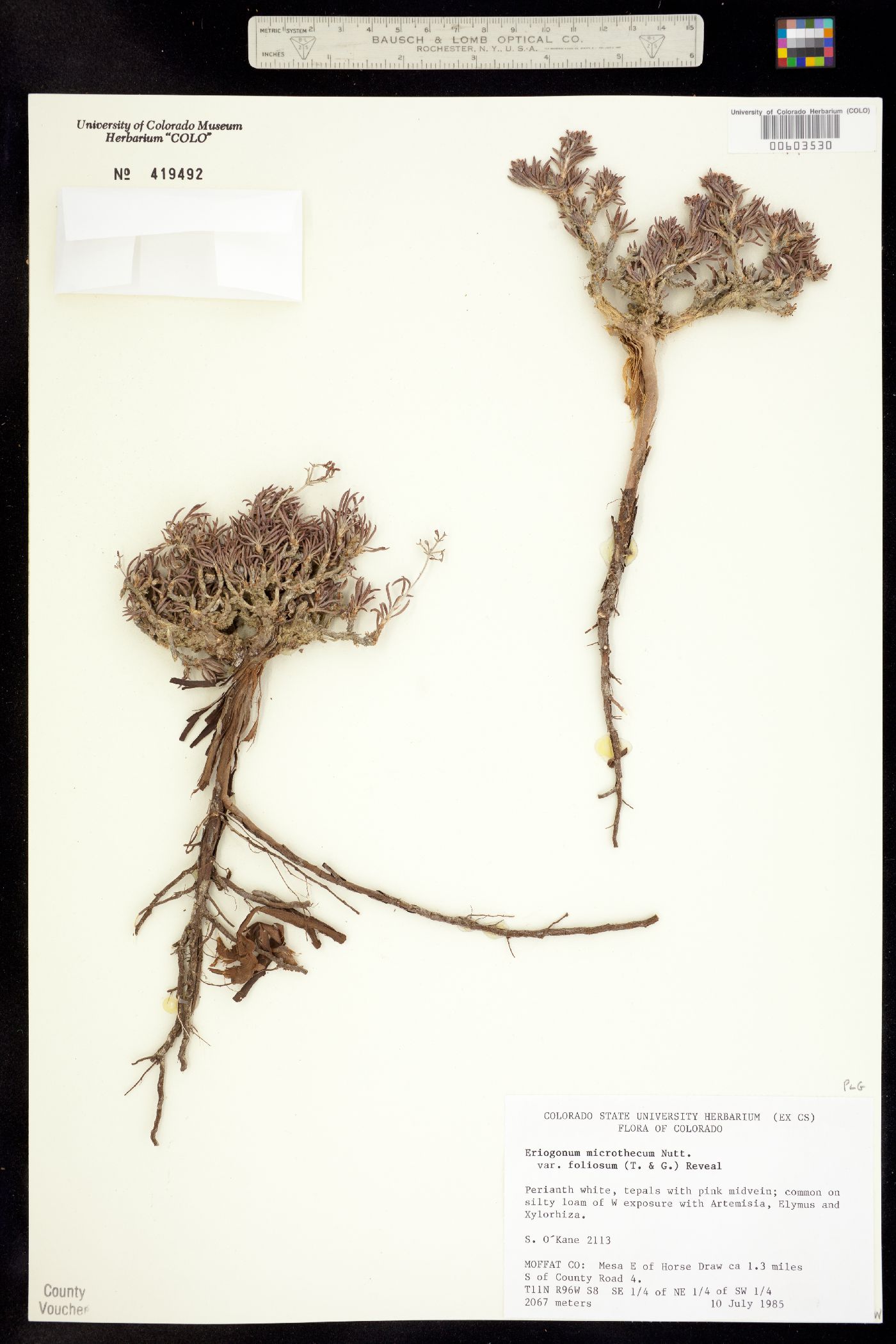 Eriogonum microthecum var. simpsonii image