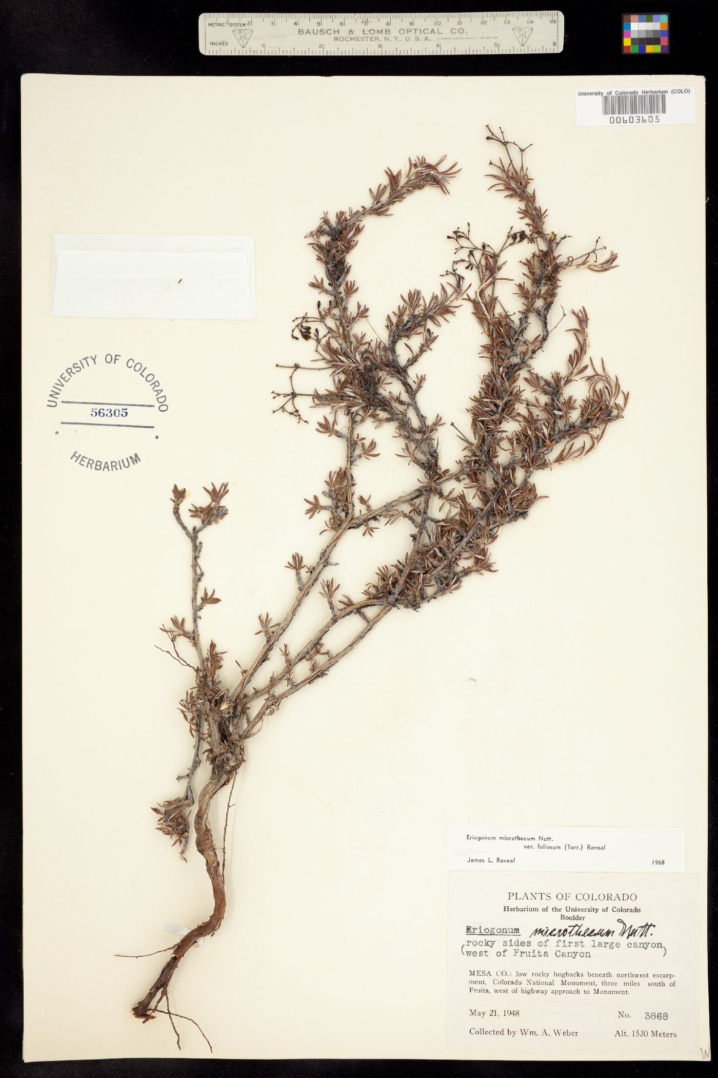 Eriogonum microthecum var. simpsonii image