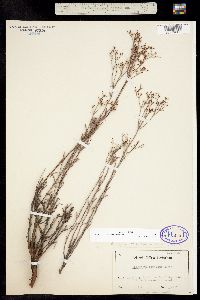 Eriogonum microthecum image
