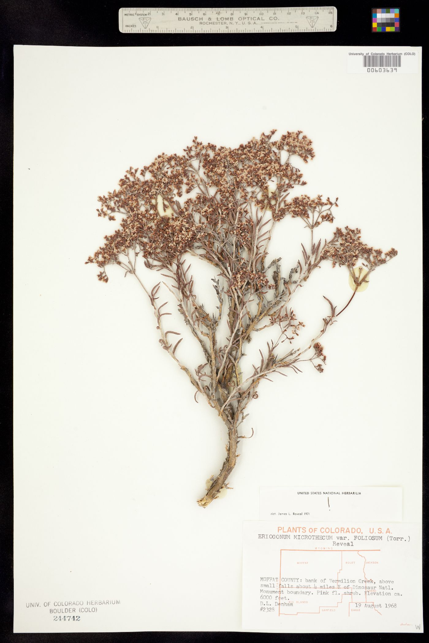 Eriogonum microthecum var. simpsonii image