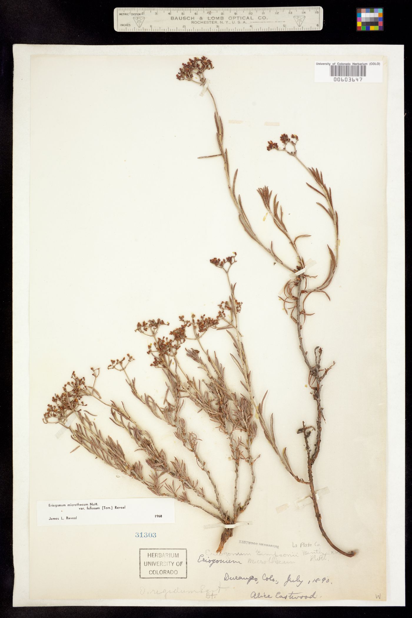 Eriogonum microthecum var. simpsonii image