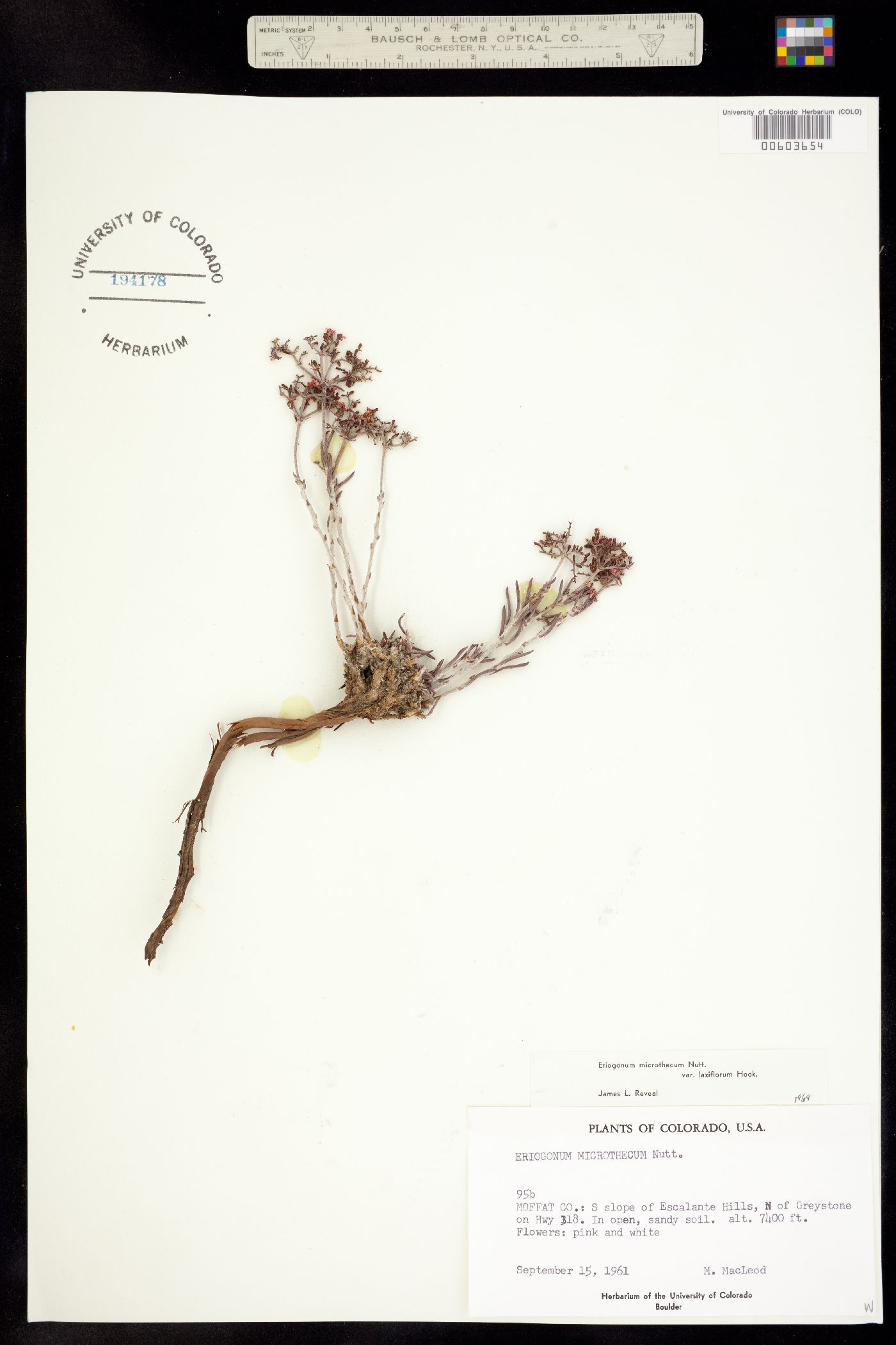 Eriogonum microthecum var. laxiflorum image